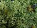 P1290705-2-Hakig-kronkelbladmos-AW-duinen-29-01-2022