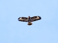 548A9201a Buizerd