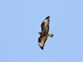 548A1354a-Buizerd