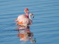 20251213_20251213-0Q2A2014-Flamingo-1-scaled