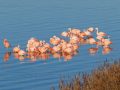 20251213_20251213-0Q2A2029-Flamingo-1-scaled