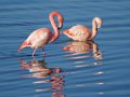 20251213_20251213-0Q2A2047-Flamingo-1-scaled