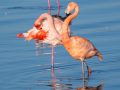20251213_20251213-0Q2A2066-Flamingo-1-scaled
