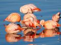 20251213_20251213-0Q2A2083-Flamingo-1-scaled