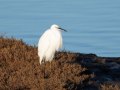 20251213_20251213-0Q2A2498-Kleine-Zilverreiger-1