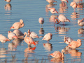 Flamingos_206869