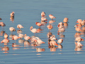Flamingos_206907