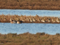 Goudplevieren1_207540