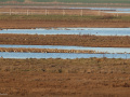 Goudplevieren_207540