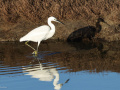 Kleine-zilverreiger_207328