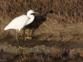 Kleine-zilverreiger_207366