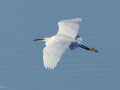 Kleine-zilverreiger_207456