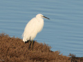 Kleine-zilverreiger_207519