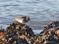Paarse-strandloper_207046