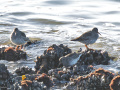 Paarse-strandlopers_207032