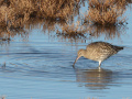 Wulp_207145