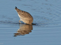Wulp_207171