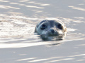 Zeehond_206832
