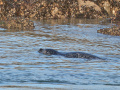Zeehond_207003