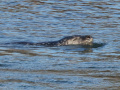 Zeehond_207022