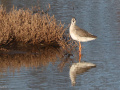 Zwarte-ruiter_207125