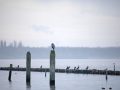 788A9454-Blauwe-reiger-haven-Battenoord-13-12-2025-scaled