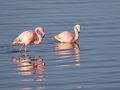 788A9466-Flamingos-langs-de-grevelingen-13-12-2025-scaled