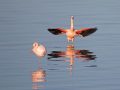 788A9484-Flamingos-langs-de-grevelingen-13-12-2025-scaled