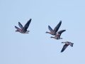 788A9508-Kolganzen-Dijkwater-Sirjansland-13-12-2025-scaled