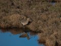 788A9567-Wulp-Flauwersinlaag-13-12-2025-scaled