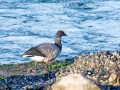 788A9654-Rotgans-Brouwersdam-13-12-2025-scaled