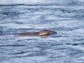 788A9660-Grijze-zeehond-Brouwersdam-13-12-2025-scaled