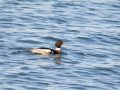 788A9694-Middelste-zaagbek-man-Brouwersdam-13-12-2025-scaled