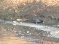 Waterral-2_Meerkoet