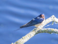 788A6378-
