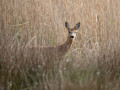 788A6566-
