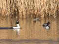 548A5645a-Brilduikers-Wintertaling