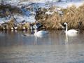 548A5749a-Wilde-Zwanen