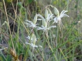 2. Nachtsilene