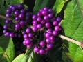 callicarpa