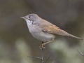 grasmus_207495
