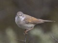 grasmus_207496