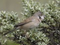 grasmus_207516