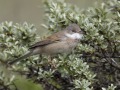 grasmus_207518