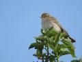 06-DSC06267-