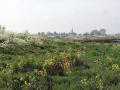 13-DSC06625-.