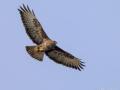 Buizerd