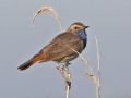 Blauwborst