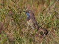 Blauwborst2