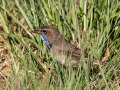 Blauwborst3